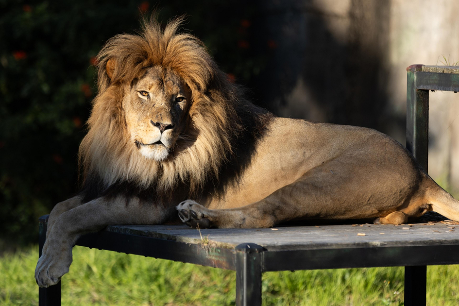 Ailing San Francisco Zoo to receive up to $8.5 million bailout loan from city A majestic lion with a thick mane lounges on a metal platform, bathed in sunlight, with a dark green leafy background.