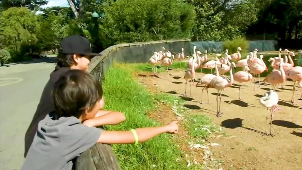 Can the San Francisco Zoo survive without a city lifeline? Officials consider up to $8.5 million loan Can the San Francisco Zoo survive without a city lifeline? Officials consider up to $8.5 million loan
