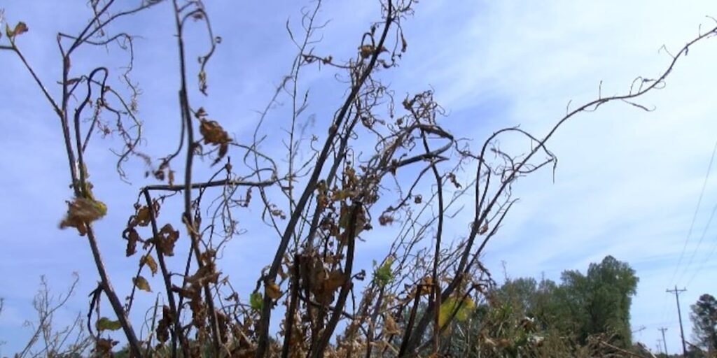 Drought impacting Alabama farmers, low-interest loans may be available for those who need it