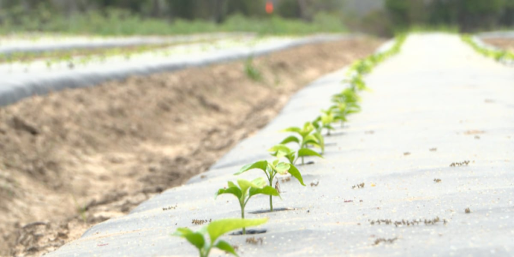 Former Shell Rock farmer sentenced for falsifying $1M bank loan Former Shell Rock farmer sentenced for falsifying $1M bank loan